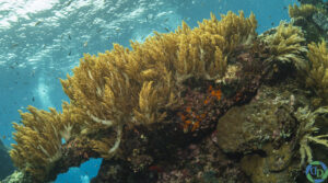Zacht koraal op het bovendek van het Japanese Wreck in Amed