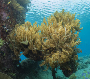 Zacht koraal op de schroef van het Japanese Wreck in Amed