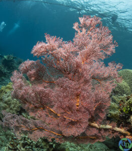 Roze zacht koraal