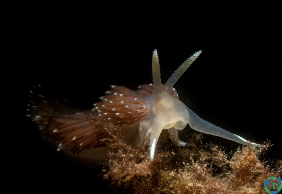 Facelina bostoniensis