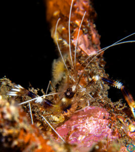 banded-coral-shrimp