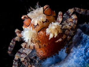 Boxer Crab