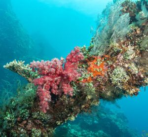 Liberty Wreck