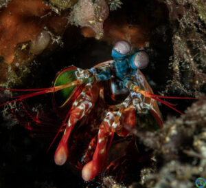 Peacock Mantis Shrimp