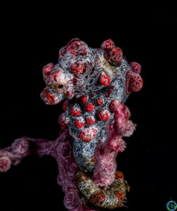 Pygmee Seahorse