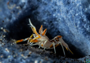 Spiny Tiger Shrimp