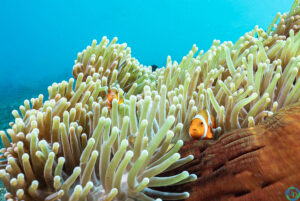 Clownfish