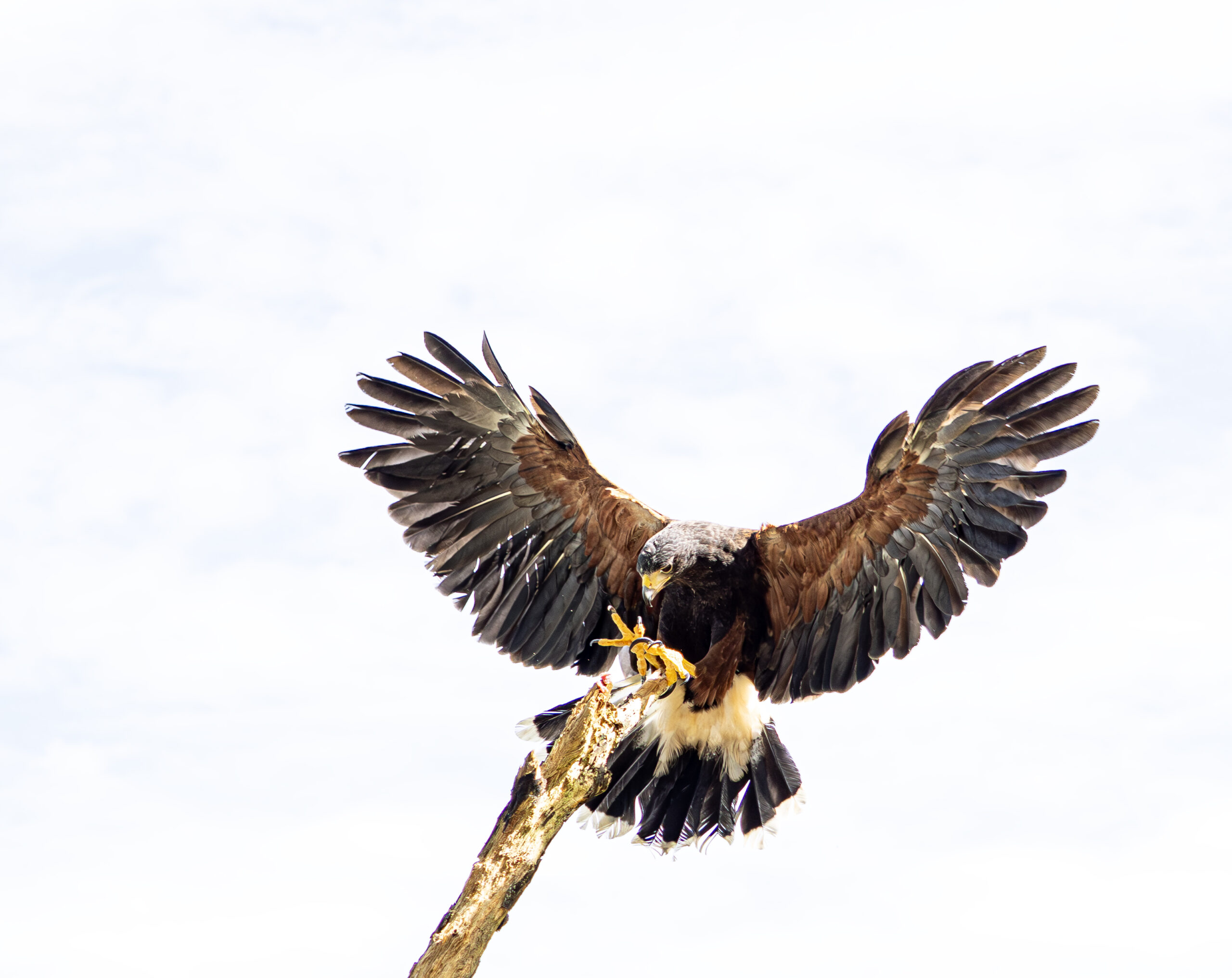 Woestijnbuizerd